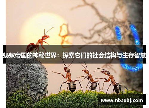 蚂蚁帝国的神秘世界：探索它们的社会结构与生存智慧